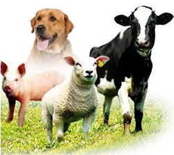 Phoenix Life Sciences Pvt. Ltd